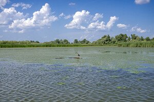Víztározóból madárparadicsom - a Tisza-tó