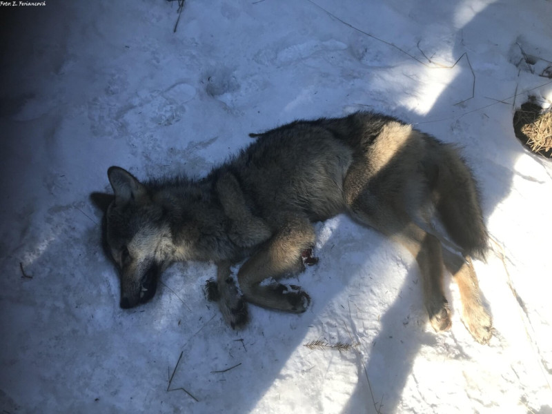 vlk_dravy_Zakovska_Poľana