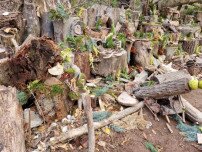 Volt, nincs – Vandálok semmisíttették meg Manófalvát