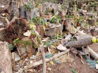 Volt, nincs – Vandálok semmisíttették meg Manófalvát