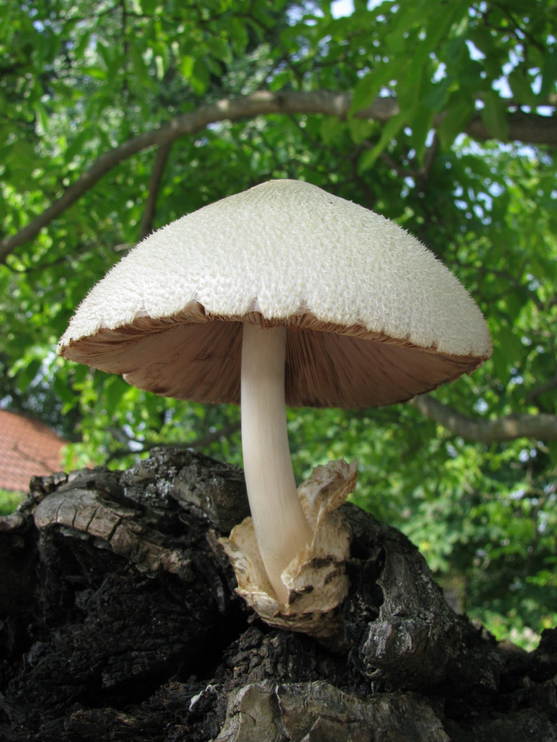 Volvariella_bombycina1