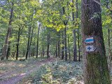 Vörös-dagonya és Fagyos katona – könnyű túra rejtélyes helyeken a Visegrádi-hegységben