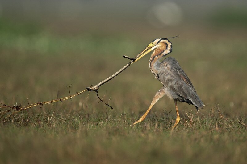 Vörösgém húz egy siklót
