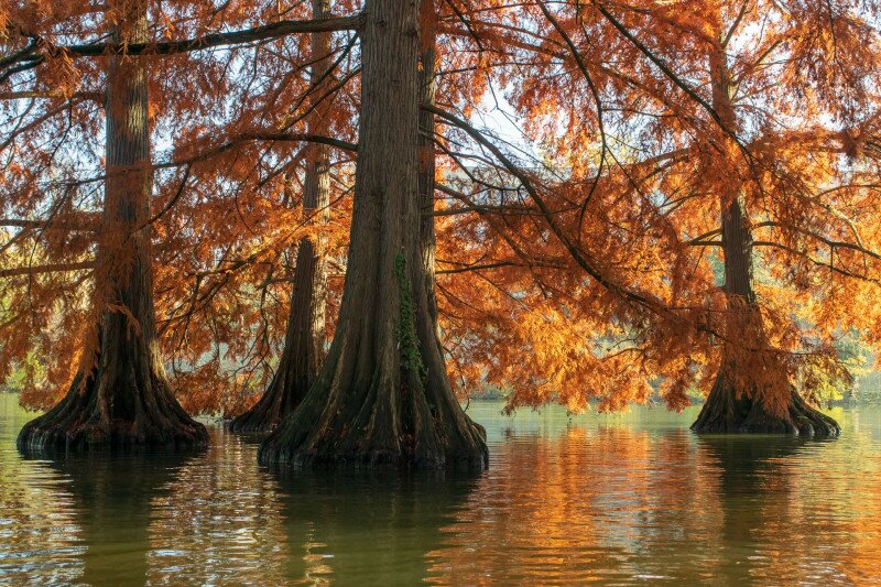 web_04 ! Szarvas-Békészsentandrás FOTO Rózsa Edvárd ID 64469325_DSC0017