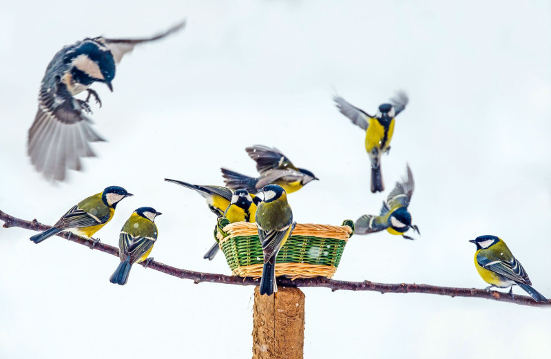 web_06 Madáretetés FOTO AdobeStock_51058780