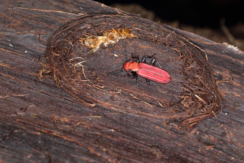 web_b1afdb2e16522efb37bba9d9afa75350