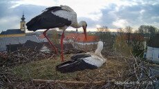 Webkamerát kapott a Tisza-tavi gólyafészek
