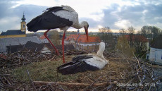 Webkamerát kapott a Tisza-tavi gólyafészek