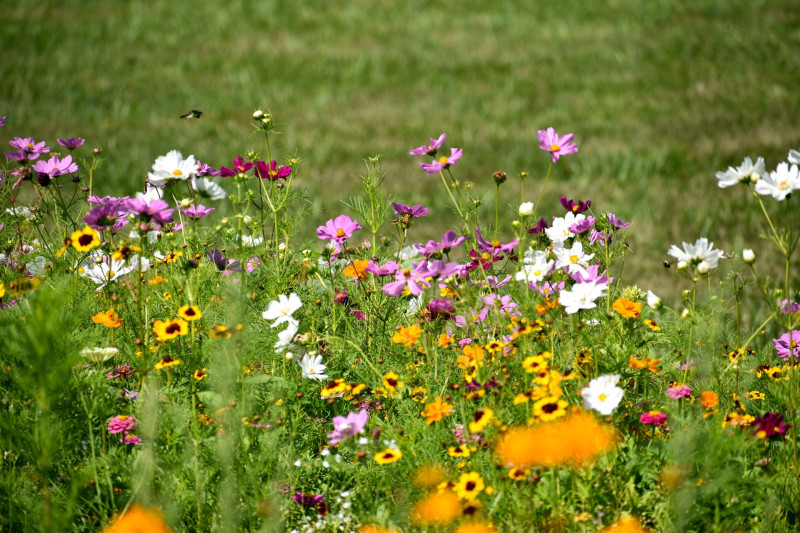 Wildflowers; pollinator