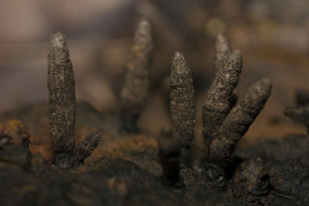 Xylaria polymorpha, close-up of Dead man's fingers fungus, India