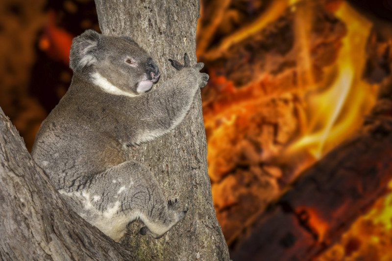 yelling crying koala in australia bush fire