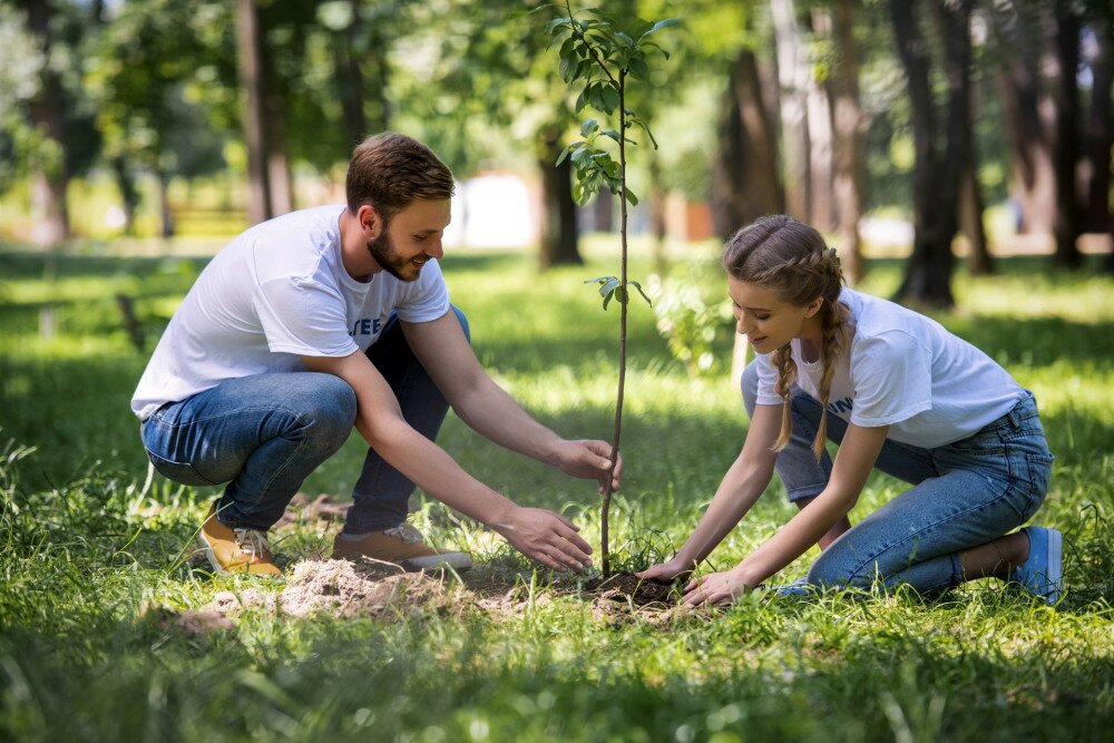 young couple of volunteers planting new tree in park