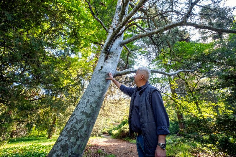 Zöllei Tamás és egy ezüsttörzsű fenyő az Erdőtelki Arborétumban